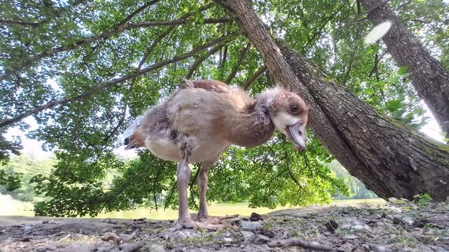 Junge Nilgans beim Fressen am See unter Auwald, Alopochen aegyptiaca