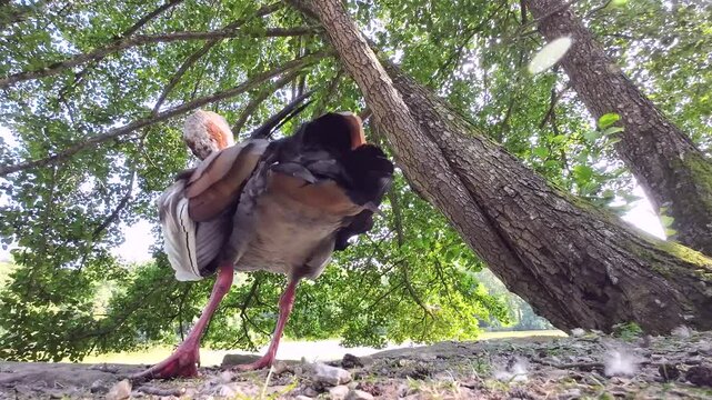 Nilgans am See unter Schwarzerle bei der Gefiederpflege, Alopochen aegyptiaca