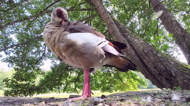 Nilgans am See unter Schwarzerle bei der Gefiederpflege, Alopochen aegyptiaca