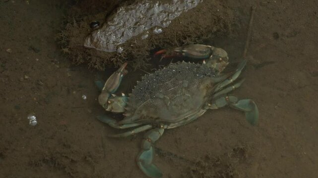 Closeup rear blue crab walking on sandy beach searching for food, digging in mud water river with sharp claws. Wild marine nature, wildlife. Water animals, seafood. Amazing beautiful animal