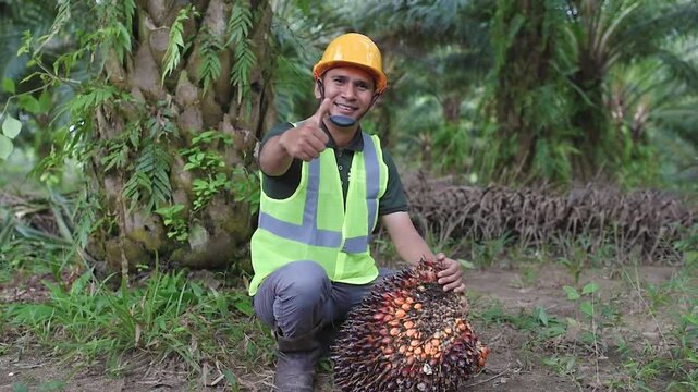 Harvesting Palm Oil: A Field Worker with a Fresh Palm Fruit Bunch is smiling and showing his thumb up at the camera wearing a safety worker