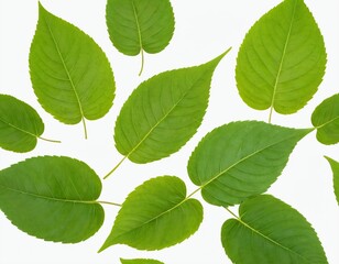 Fototapeta premium Green leaf foliage on a white background. Ai generated image