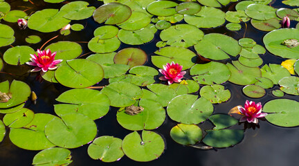 Red water lily or lotus flower in the pond. Southern Cultures Park in Adler (Sochi).
