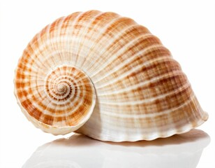 Fototapeta premium Isolated seashell. Three tropical sea shells isolated on white background. Ai generated image