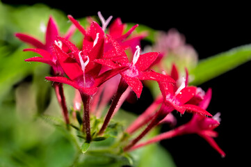 Blooming red pentas on a black background