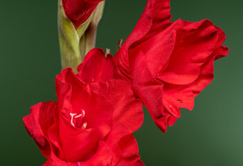 Blooming red gladiolus Oscar on a green background