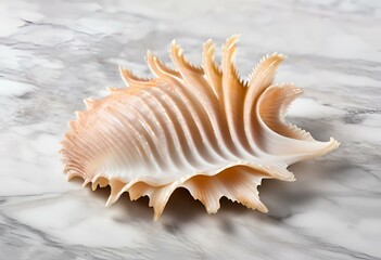 Obraz premium Seashell are beautiful, used as decorations, have patterns and colors.