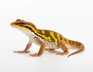 Obraz premium Madagascar gecko isolated on white background. Ai generated image