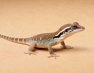 Naklejka premium Madagascar gecko isolated on white background. Ai generated image