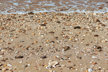 shells on beach sand and sea