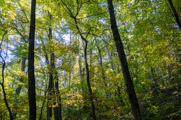 Fototapeta premium green forest in summer time