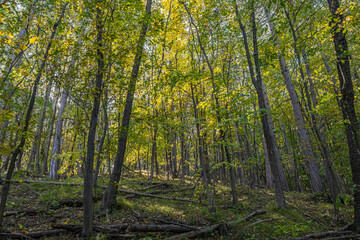 green forest in summer time