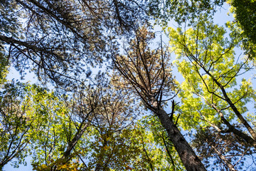 green forest in summer time