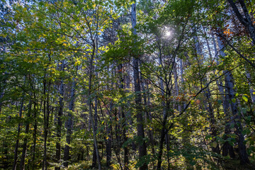 Obraz premium green forest in summer time