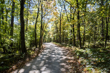 Fototapeta premium green forest in summer time