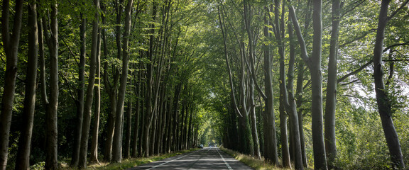Obraz premium Street wide banner panorama view of public road in The Netherlands riding through a lane of trees with sunlight coming through