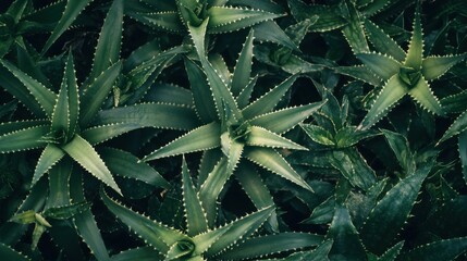 Fototapeta premium Macro shot of an aloe vera plant with sharp spiky leaves in a vibrant setting 