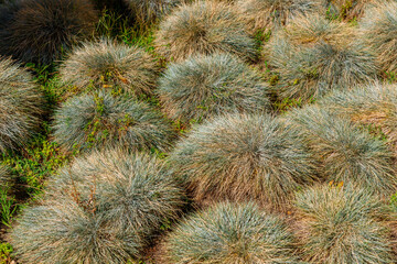 Round tufts of dry grass