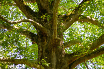 Giant tree in Southern Cultures Park, Adler (Sochi).