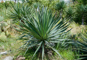 Yucca aloifolia plant in Southern Cultures Park. Adler (Sochi)