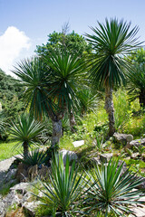 Obraz premium Yucca aloifolia plant in Southern Cultures Park. Adler (Sochi)