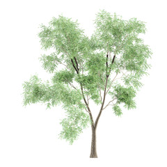 Beautiful Crack willow tree isolated on transparent Canvas © Fouzia