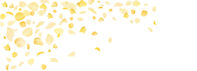 Yellow falling rose or sunflowers petals.Transparent panoramic horizontal background.Amber flower spring template.