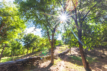 Background of various species of trees growing on the foot of the mountain, on the high rocks on the mountain top, beautiful ecosystem, fresh air.
