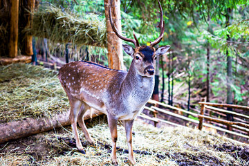 Deer with prominent antlers standing on straw in its natural habitat, surrounded by lush green trees and wooden fencing, capturing the essence of wildlife