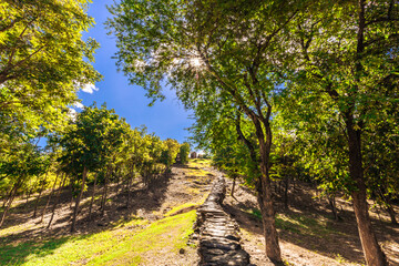 Fototapeta premium Background of various species of trees growing on the foot of the mountain, on the high rocks on the mountain top, beautiful ecosystem, fresh air.