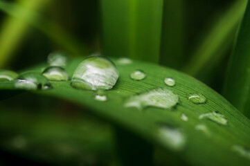 water drops on green leaf