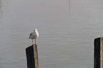 a wooden pier in the fog with one seagull sitting on it