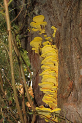 the common sulfur porling, a bright yellow tree fungus