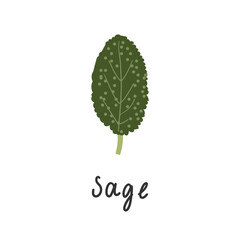 Sage leaf of spicy herbs. Flat style vector illustration isolate on white background .Aromatic herb of the mint family is used in many foods and sausages.