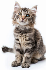 American Curl Cat Breed isolated on white background 