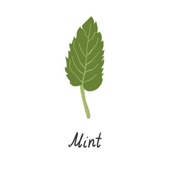 Mint leaf and the inscription mint on a white background. Vector flat illustration .