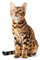 Fototapeta premium Bengal Cat Breed isolated on white background 