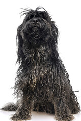 Bergamasco Dog Breed, isolated on white background 
