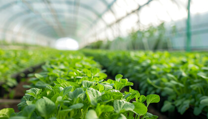 Green crop in modern white green house