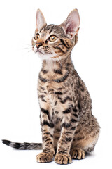 Obraz premium Egyptian Mau Cat Breed isolated on white background 