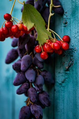 Color vertical photo, bunch of grapes and red viburnum berries, purple grapes with elongated and pointed berries close to each other on a blue wooden door background.