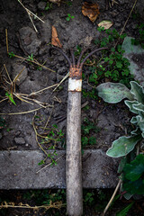 Color vertical photo, small old rusty rake, garden equipment on ground with blurred background.