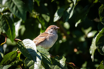 A young Eurasian tree sparrow sits on a branch with green leaves toward the camera lens on a sunny summer day.