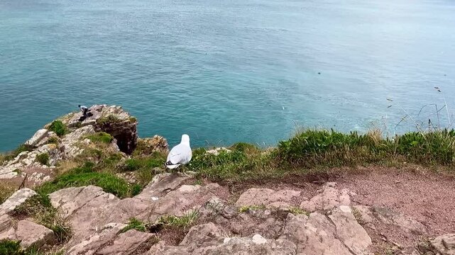 Envol d'un go&eacute;land sur la c&ocirc;te Bretonne.