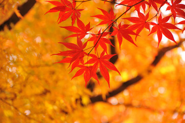 赤色の紅葉の背景は黄色の紅葉です。