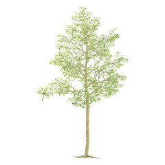 collection of Birch tree with realistic style