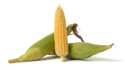 Sweet Corn Isolated on White Background