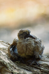 Bird fell out of the nest