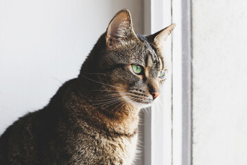 Beautiful mackerel tabby cat with green eyes and red nose looking through the window, close up. Domestic European shorthair young cat.