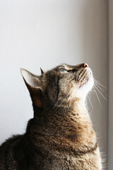 Beautiful mackerel tabby cat with green eyes and red nose looking up through the window, close up. Domestic European shorthair young cat.